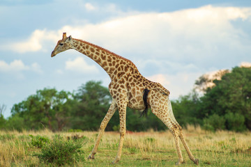Giraffe South Africa