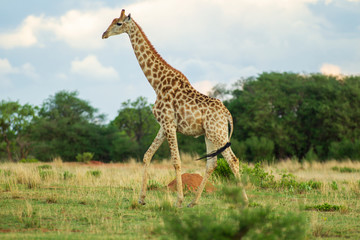 Giraffe South Africa