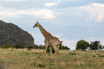Giraffe South Africa