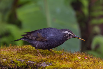 view of a beautiful bird in nature