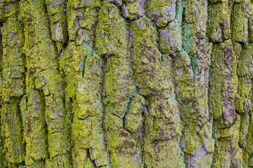 old tree bark overgrown with moss