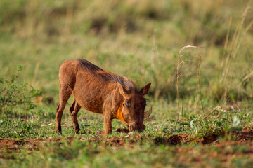 South African Warthog in the Savanna