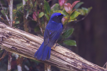 view of a beautiful bird in nature