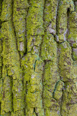 old tree bark overgrown with moss