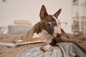 A horizontal photo of dog lying in bed, wearing glasses for vision, covered with a blanket, reading...