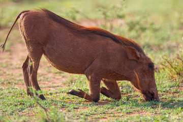 Fototapeta premium South African Warthog in the Savanna