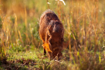 South African Warthog in the Savanna