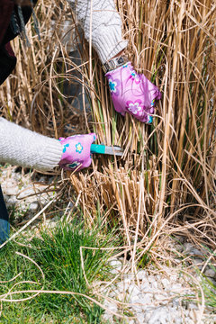 Fototapeta Woman cutting ornamental grass in the garden - trimming miscanthus in the spring - garden cleaning