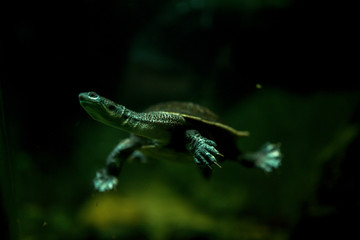 water turtle swimming in the sea on a green background