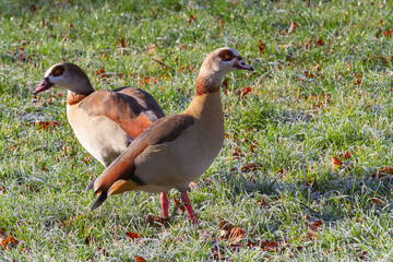 two egyptian geese (Alopochen aegyptiaca) on grass with hoar frost