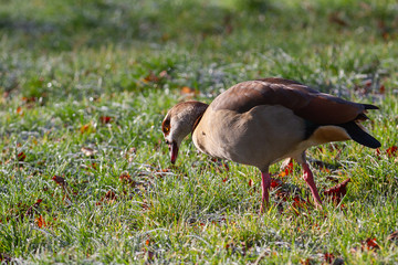 An egyptian goose (Alopochen aegyptiaca) on grass with hoar frost in the sun
