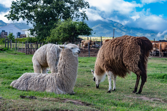 Andenhirsch Bilder Durchsuchen 221 Archivfotos, und