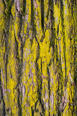 old tree bark overgrown with moss