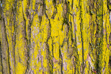 old tree bark overgrown with moss