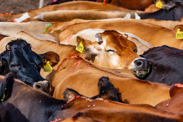 Vacas lecheras 