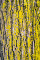 old tree bark overgrown with moss