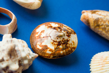 Close up of beautiful white sea shell. Summer time concept with sea shells on classic blue color background. 2020 color trend.