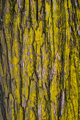 old tree bark overgrown with moss