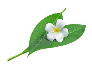 White plumeria, frangipani or plumeria , tropical flowers with green leaves isolated on white background