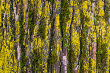 old tree bark overgrown with moss