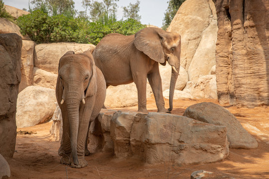 Thу picture of elephants in wildlife