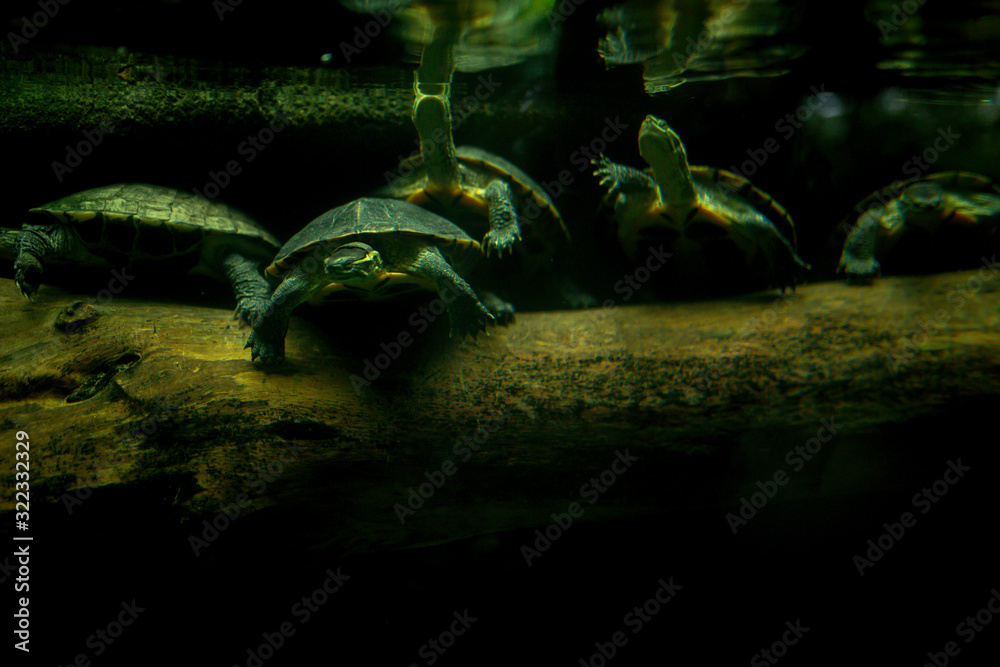 Wall mural 5 water turtles in an aquarium at Singapore zoo - Wall murals