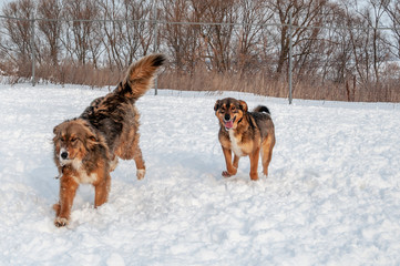 Large, beautiful red, cheerful dogs run and jump joyfully on a snow-covered area in the countryside