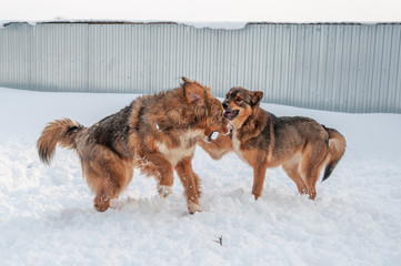 Large, beautiful red, cheerful dogs run and jump joyfully on a snow-covered area in the countryside