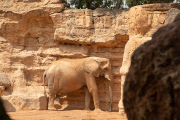 Thу picture of elephant in wildlife