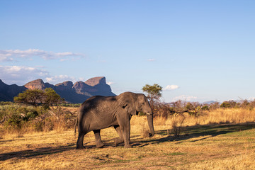 Fototapeta premium Elephant in the bushes in South Africa