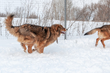 Fototapeta na wymiar Large, beautiful red, cheerful dogs run and jump joyfully on a snow-covered area in the countryside