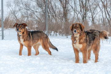Large, beautiful red, cheerful dogs run and jump joyfully on a snow-covered area in the countryside