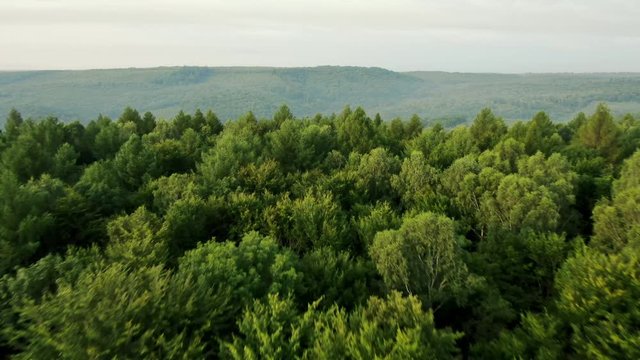 Flying low over the treetops of a green forest