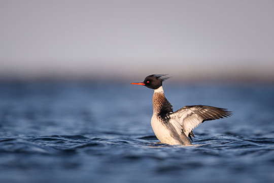 Red-breasted merganser showing off at sea