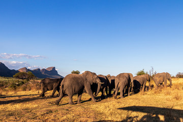 Elephant in the bushes in South Africa