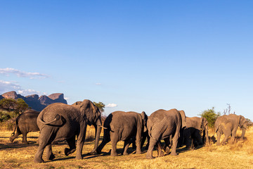 Fototapeta premium Elephant in the bushes in South Africa