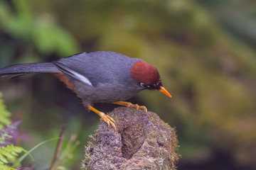 view of a beautiful bird in nature