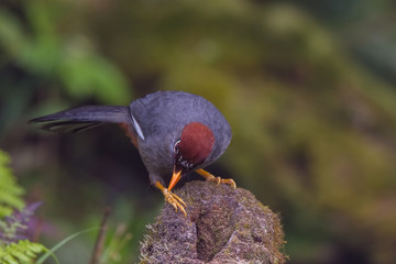 view of a beautiful bird in nature