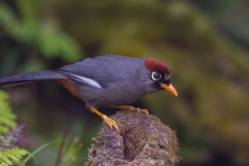 view of a beautiful bird in nature