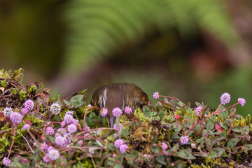 view of a beautiful bird in nature