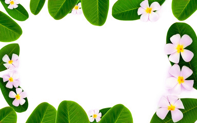 Plumeria flower.White frangipani tropical flower and leave frame isolated on white background	
