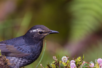 view of a beautiful bird in nature