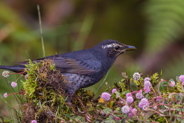 view of a beautiful bird in nature