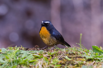 view of a beautiful bird in nature