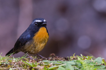 view of a beautiful bird in nature