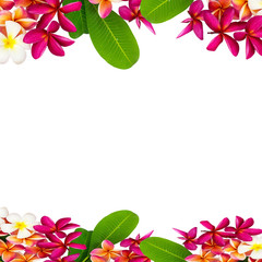 Plumeria flower.Pink yellow and white frangipani tropical flower and leave frame isolated on white background