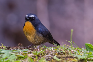 view of a beautiful bird in nature