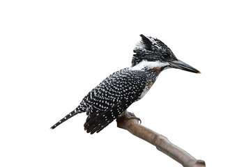Crested Kingfisher Megaceryle lugubris
