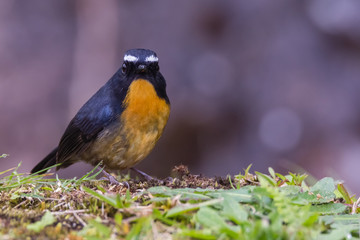 Fototapeta premium view of a beautiful bird in nature