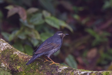 view of a beautiful bird in nature